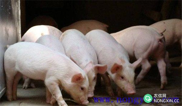 治疗猪高热流感用什么药