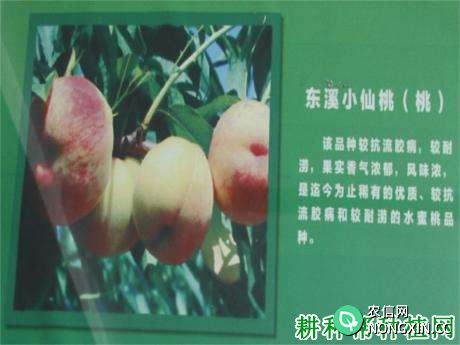 东溪小仙桃树品种好不好