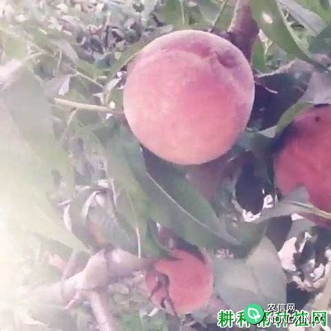 东溪小仙桃树品种好不好