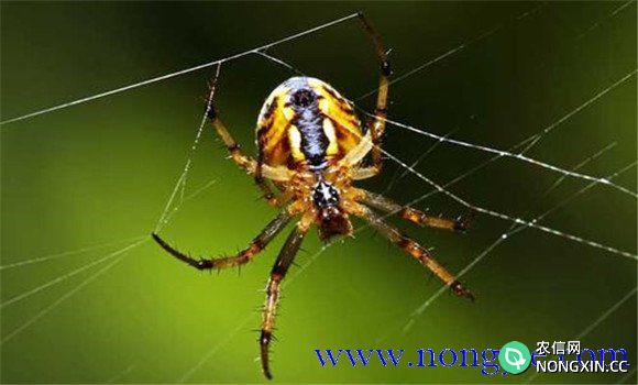 蜘蛛的天敌是什么动物