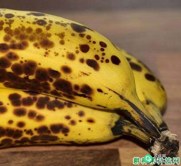 香蕉采收后病害：香蕉炭疽病如何预防