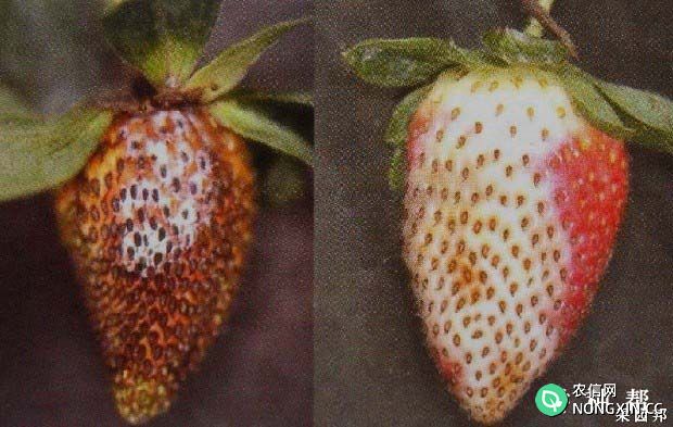 草莓果腐病的防治方法 草莓果腐病特效药有哪些