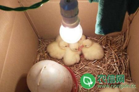 鹅蛋孵化温度和湿度多少合适