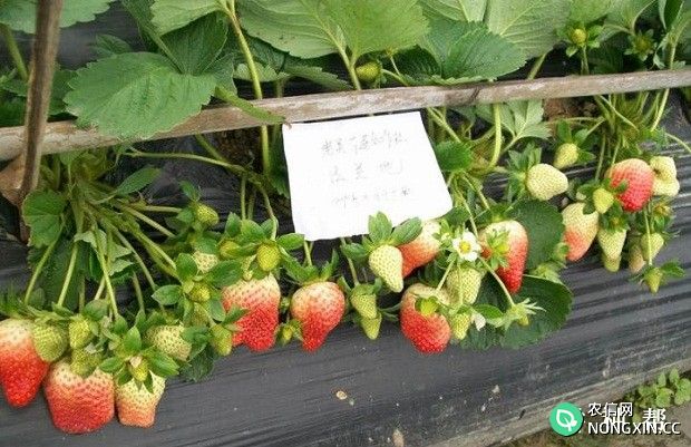 草莓如何定植好