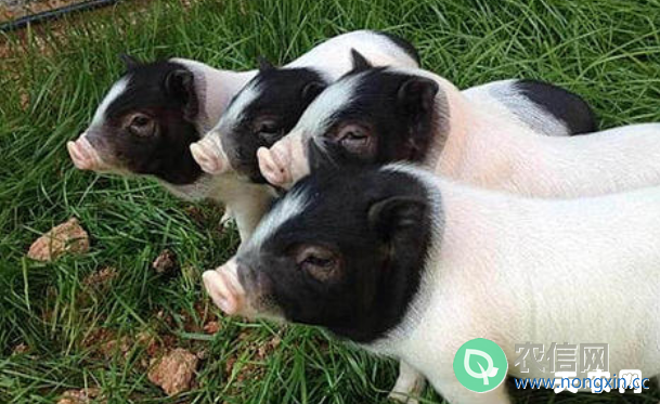 养殖巴马香猪的几点经验，老养殖户的香猪养殖经验