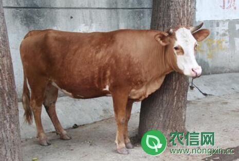 西门塔尔母牛几个月配种？