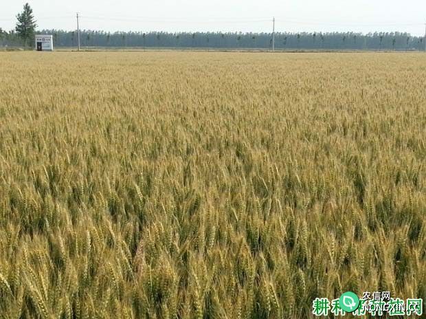 农大5181小麦品种好不好