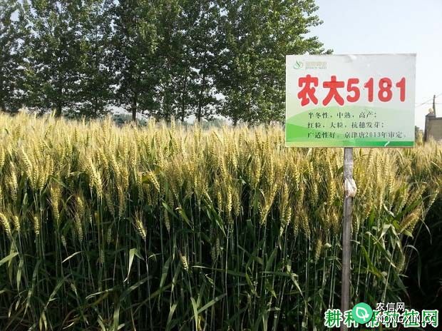 农大5181小麦品种好不好