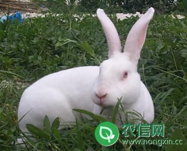 黑龙江省部分獭兔场的饲料配方