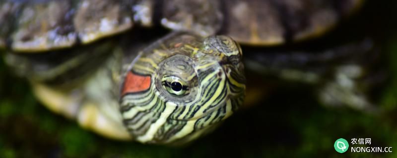 巴西龟有几个品种，如何喂养