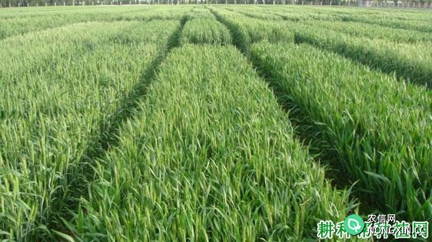 什么是小麦氮肥后移技术