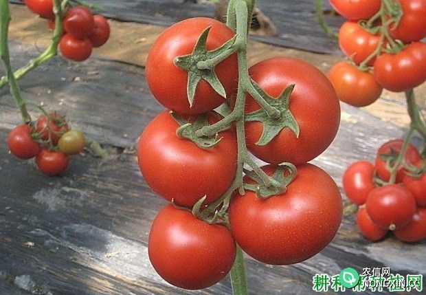精灵番茄品种好不好