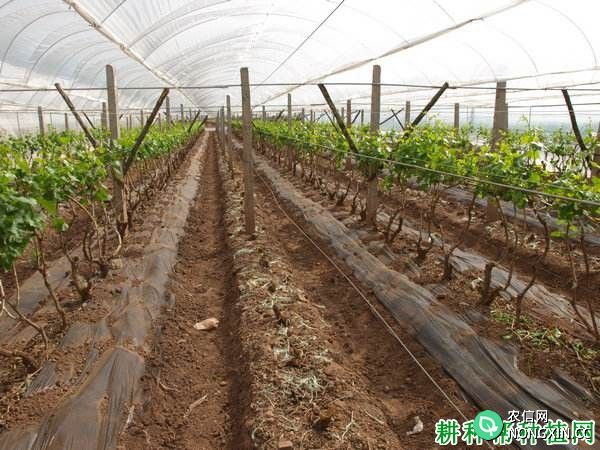 温室大棚葡萄如何压条栽培