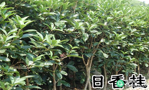 日香桂盆栽养护方法