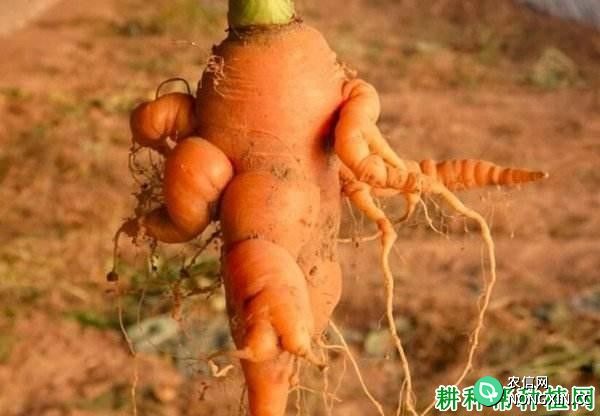 种胡萝卜如何防治胡萝卜异形根