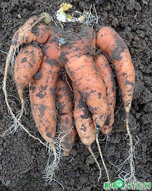 种胡萝卜如何防治胡萝卜异形根