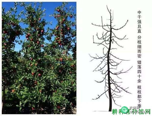 苹果高细纺锤树形如何培养