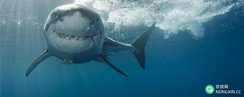 成年鲨鱼有多少颗牙齿