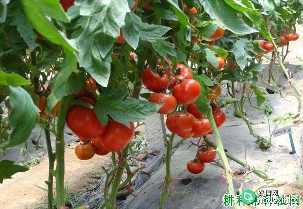 为什么番茄卧栽能增产