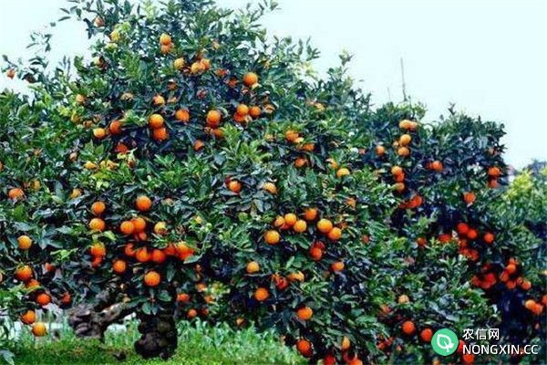 脐橙壮年果树施肥方法