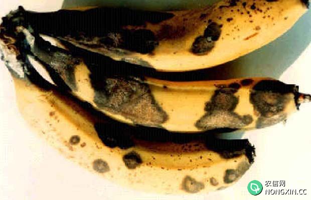 香蕉炭疽病有什么症状如何防治附图片