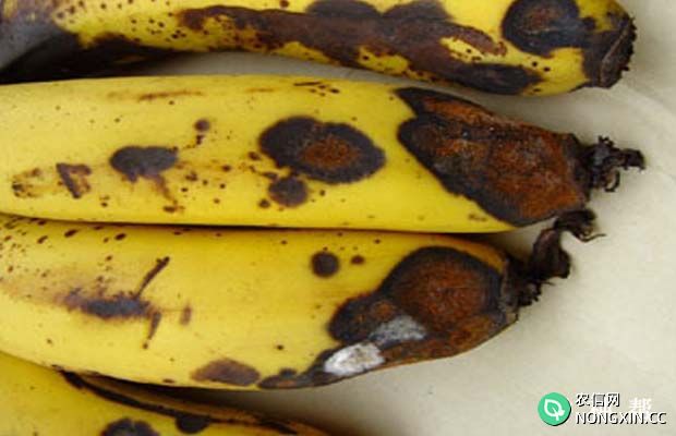 香蕉炭疽病有什么症状如何防治附图片