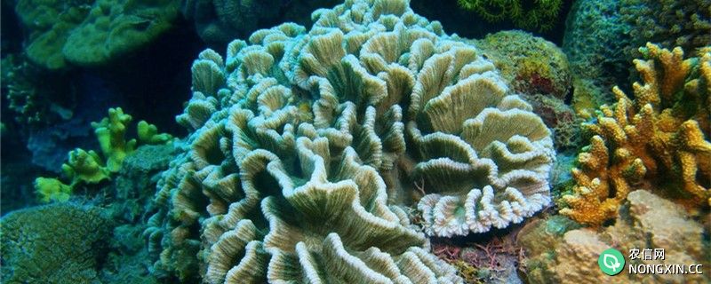 珊瑚是什么，是石头吗