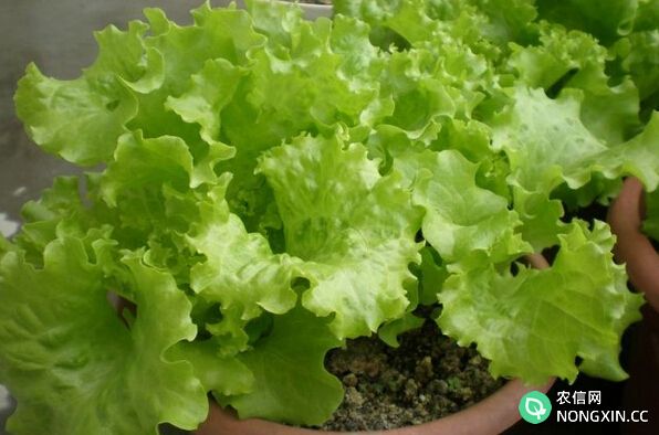 玻璃生菜的种植方法和技巧