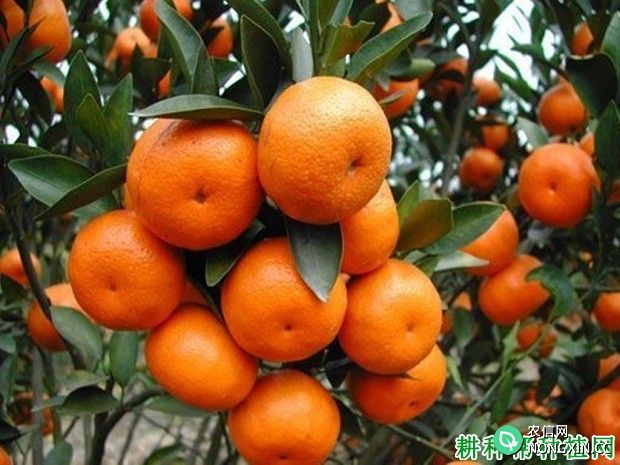 柑橘花的花语是什么