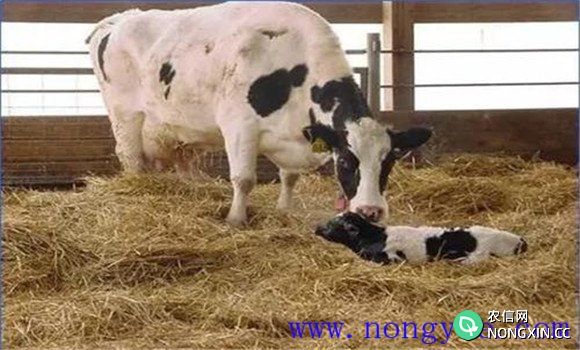新生犊牛的饲养管理