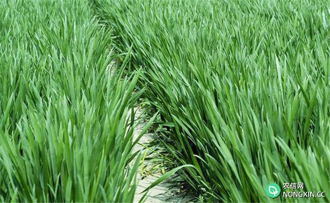 小麦对磷肥需求