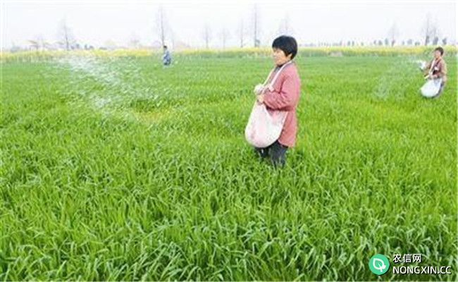 小麦对氮肥需求