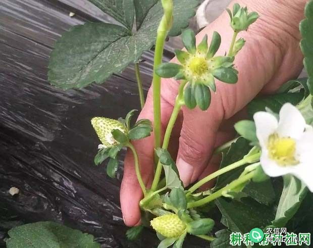 妙香7号草莓品种如何种植