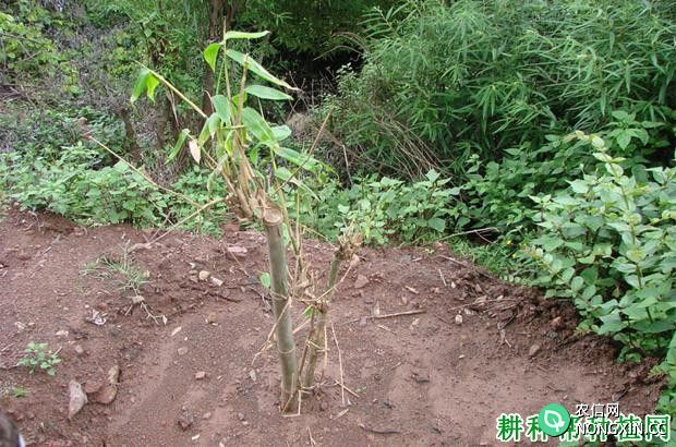 丛生型笋用竹怎么样种植