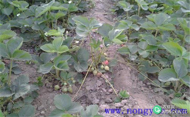 草莓苗期肥害的原因是什么