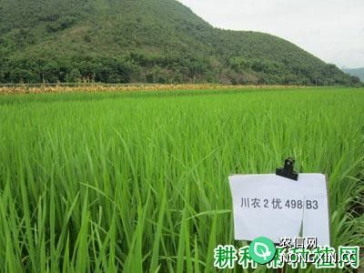 川农2优498杂交籼稻水稻品种好不好