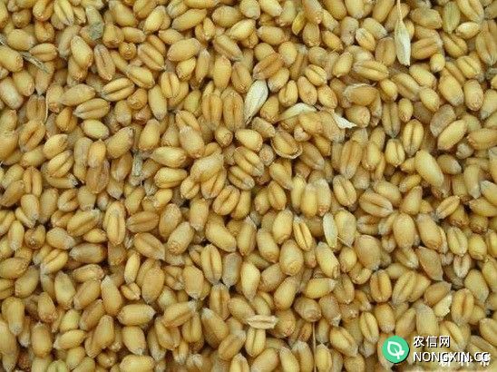 哪些植物生长调节剂可用来浸麦种
