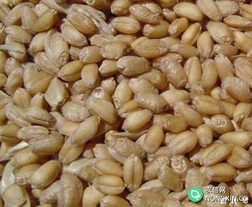 哪些植物生长调节剂可用来浸麦种