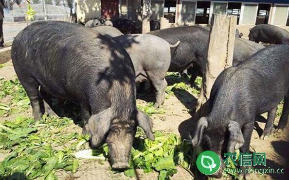 里岔黑猪品种简介，专家眼中“国宝”级的地方猪种(1)