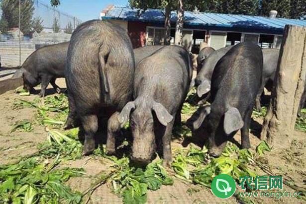 里岔黑猪品种简介，专家眼中“国宝”级的地方猪种(2)