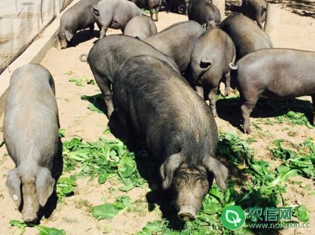 里岔黑猪品种简介，专家眼中“国宝”级的地方猪种(3)