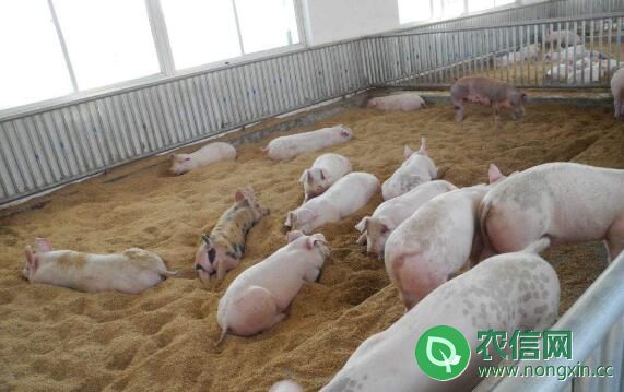 发酵床养猪的七个特点