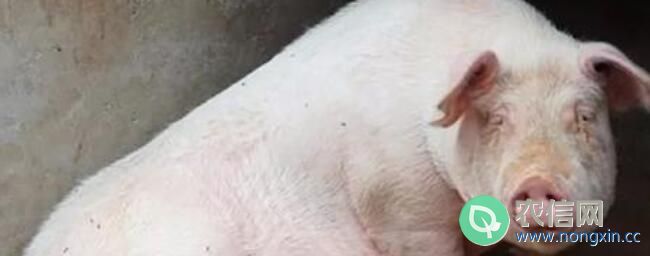 母猪流白色液体什么原因，怎么治疗？