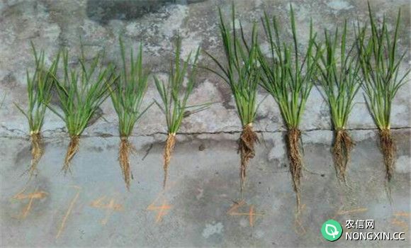 水稻移栽后的秧苗温度