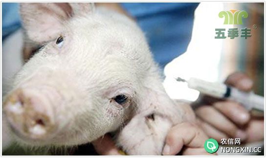 猪疫苗接种注意事项