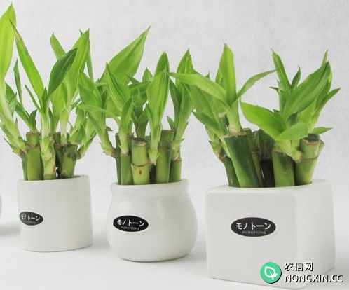 富贵竹的养殖方法