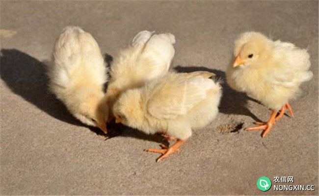 雏禽缺氧的主要原因是什么