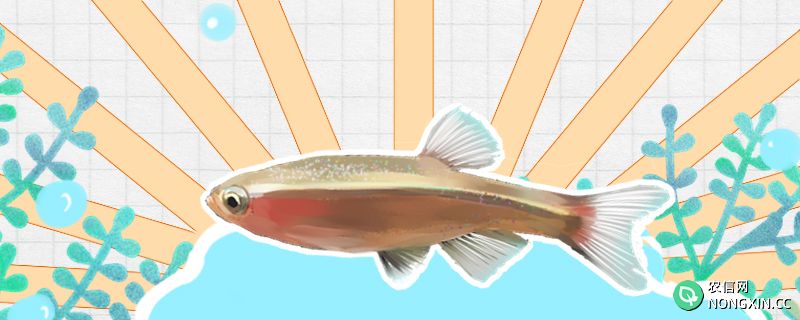 养白云金丝鱼多久换一次水，怎么换水