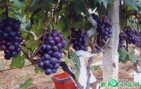 超藤葡萄品种好不好 种植超藤葡萄需要注意什么