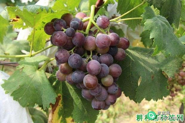 超藤葡萄品种好不好 种植超藤葡萄需要注意什么